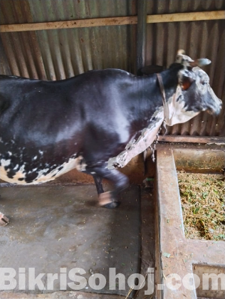 হলেষ্টান ফ্রিজিয়ান গাভী
